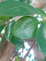 Ficus burkei