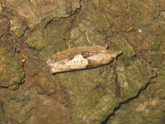 Epinotia brunnichana