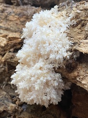 Hericium