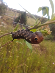 Xylophanes falco