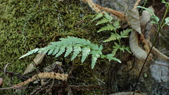 Asplenium adiantum-nigrum