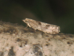 Epinotia brunnichana