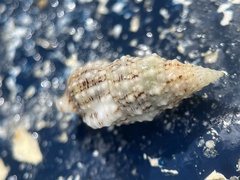 Cerithium eburneum