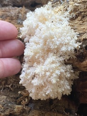 Hericium
