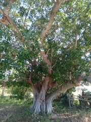 Ficus burkei