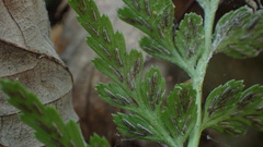 Asplenium adiantum-nigrum