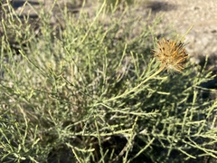 Adenophyllum cooperi