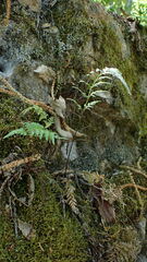 Asplenium adiantum-nigrum