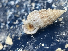 Cerithium eburneum