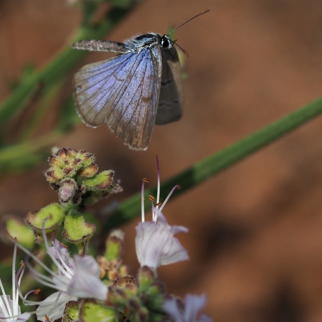 Potchefstroom blue