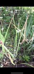 Allium canadense