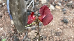 Macroptilium atropurpureum