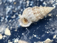 Cerithium eburneum