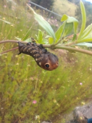 Xylophanes falco