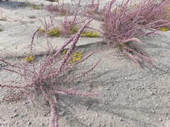 Amaranthus fimbriatus