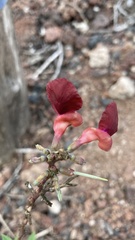 Macroptilium atropurpureum