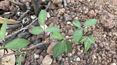 Macroptilium atropurpureum