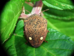 Solenosthedium bilunatum