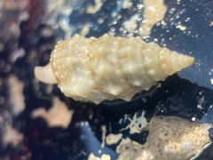 Cerithium eburneum