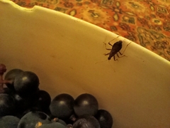 Himacerus mirmicoides