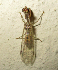 Mantispidae