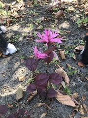 Loropetalum chinense