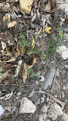 Macroptilium atropurpureum