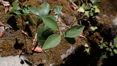 Lonicera periclymenum