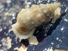Cerithium eburneum