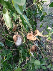 Cynanchum natalitium