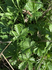 Potentilla reptans