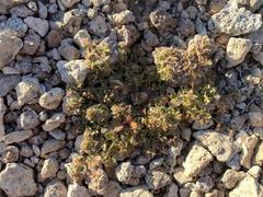 Euphorbia setiloba