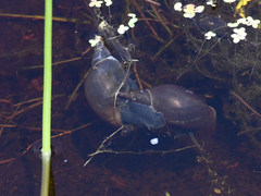 Lymnaea stagnalis