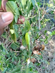 Cynanchum natalitium