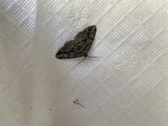 Ceratomia undulosa