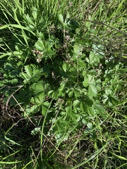 Potentilla reptans