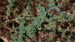 Adenocarpus