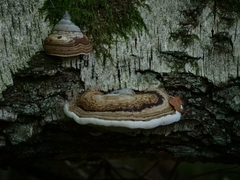 Fomes fomentarius