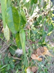 Cynanchum natalitium