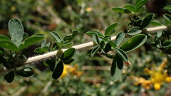 Adenocarpus
