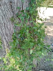 Cynanchum natalitium