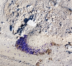 Veromessor pergandei