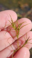 Najas minor