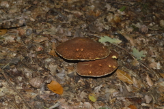Suillus cavipes