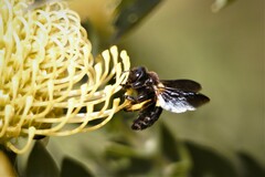 Xylocopa caffra