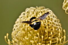 Xylocopa caffra