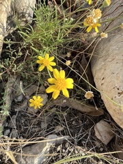 Tetraneuris linearifolia
