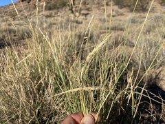 Hilaria rigida