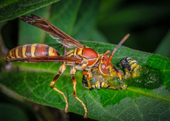 Polistes exclamans