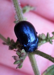 Plagiosterna aenea
